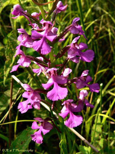 {Platanthera peramoena}